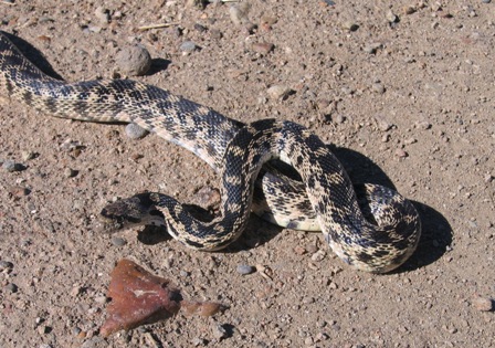 Gopher Snake - Pictures, posters, news and videos on yo