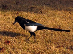 IMG_1962 co magpie