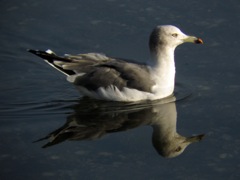 b tail gull