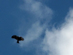 b eared kite
