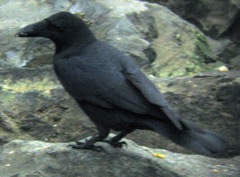 IMG_2406 l billed crow